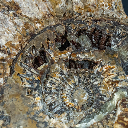 Großes Ammoniten-Fossil in Septarien-Matrix, sehr selten - 2689,49g