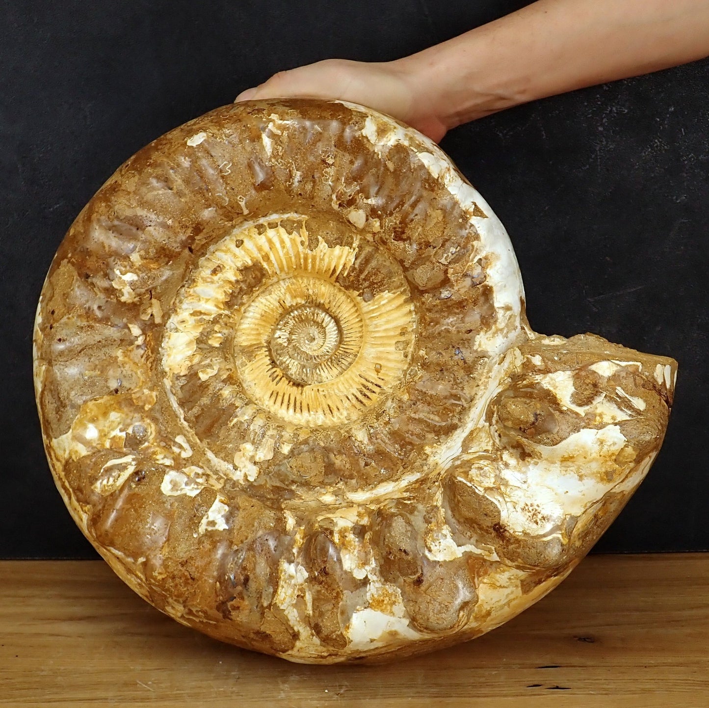 Sehr Großes Ammonit Fossil - 20125g - 425×360×190 mm