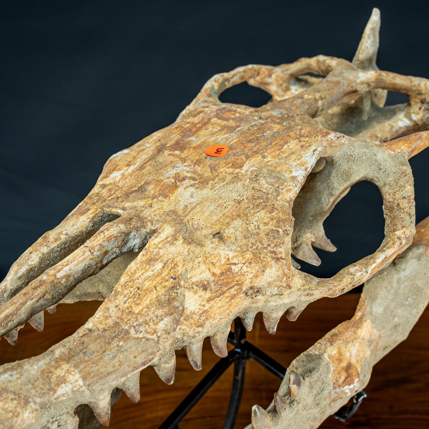 Fossiler Schädel eines Mosasaurus, sehr selten - 5144,26g