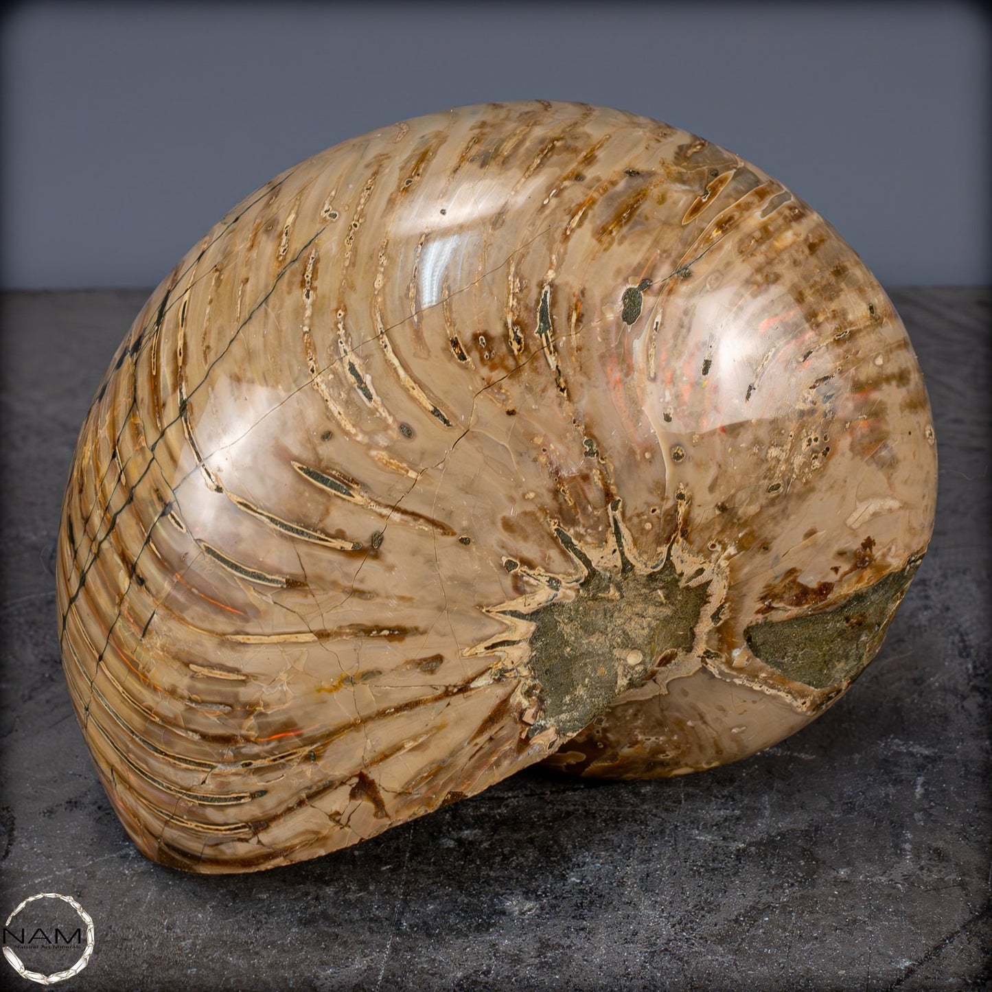 Natürlicher Bunter & Schillernder Nautilus Fossil - 3089,99g