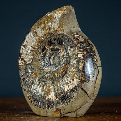 Großes Ammoniten-Fossil in Septarien-Matrix, sehr selten - 2689,49g