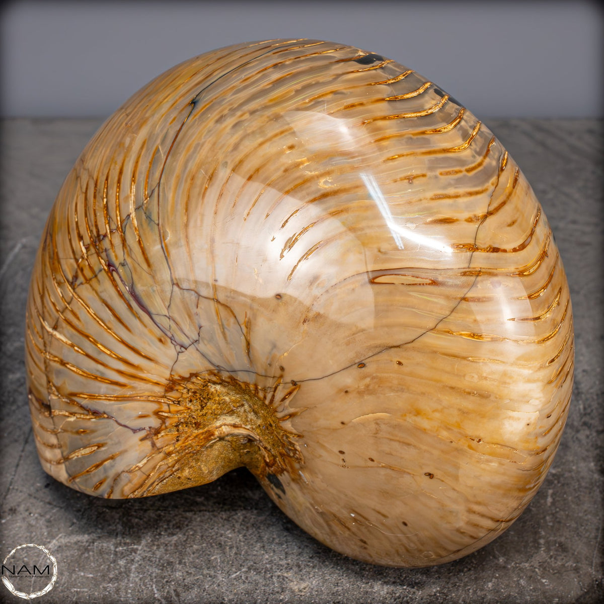 Natürlicher Bunter & Schillernder Nautilus Fossil - 4032,15g