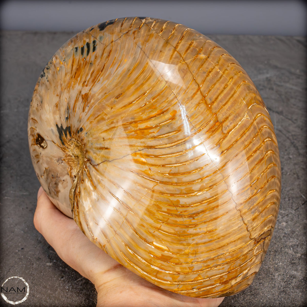 Natürlicher Bunter & Schillernder Nautilus Fossil - 4032,15g