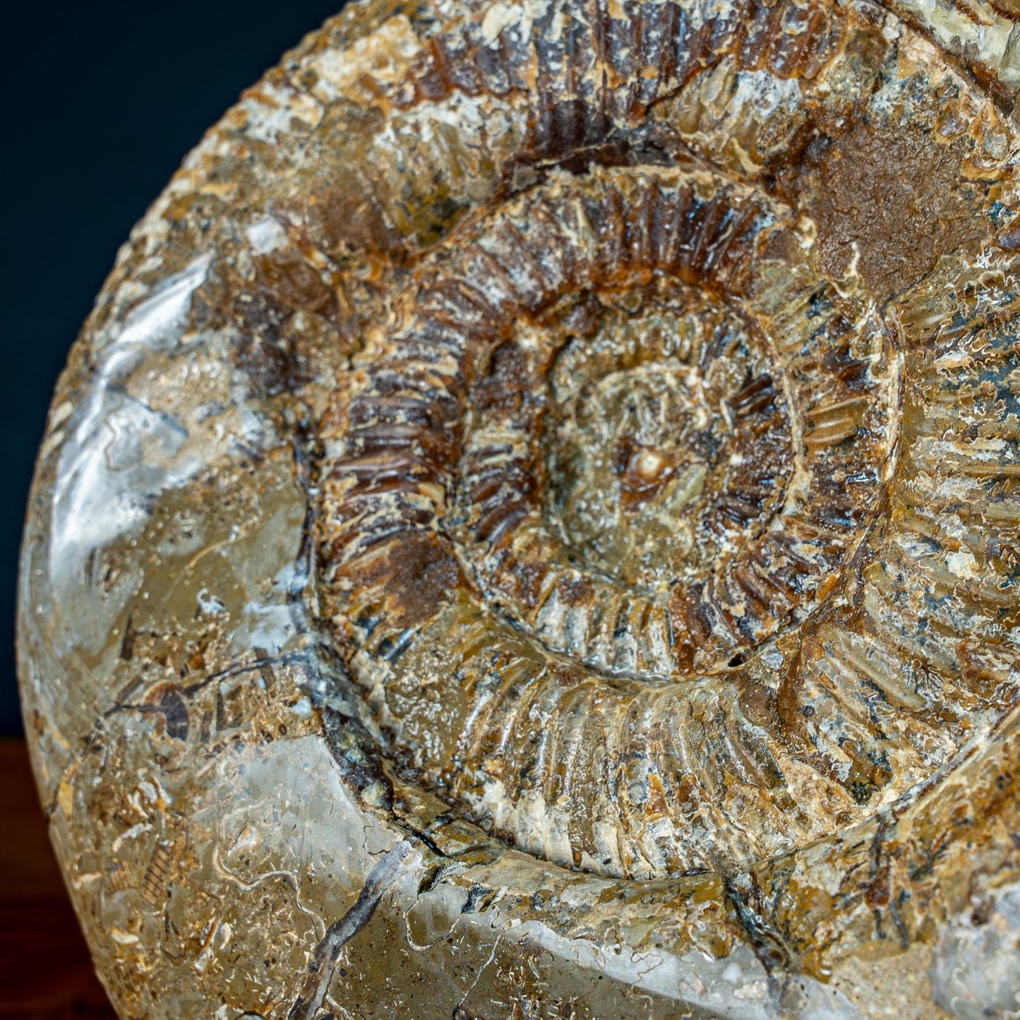 Natürliches Großes Ammoniten-Fossil in Septarien-Matrix - 17215,47g