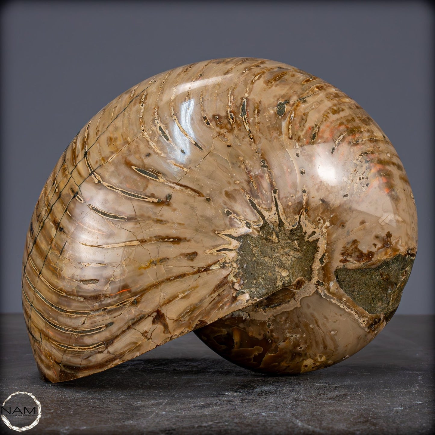 Natürlicher Bunter & Schillernder Nautilus Fossil - 3089,99g