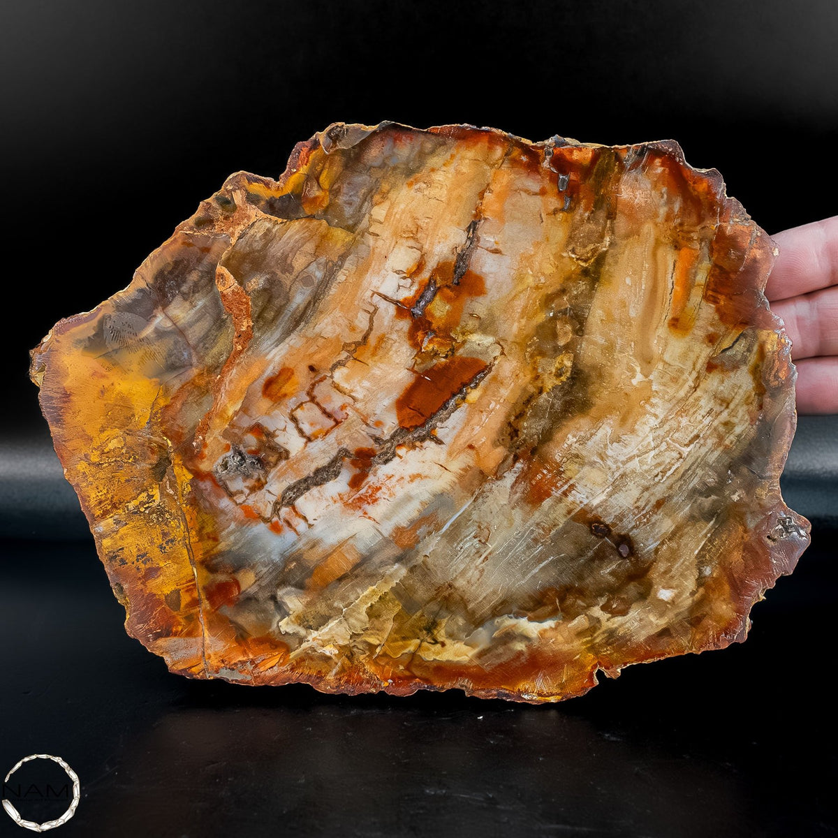 Natürliche Versteinerte Holz Kristall-Scheibe aus Arizona - 762,48g