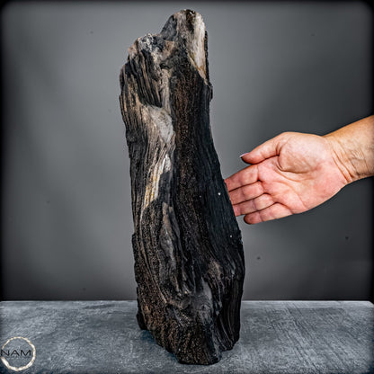 Feenholz – Ein außergewöhnliches Naturkunstwerk  – 7174,96g