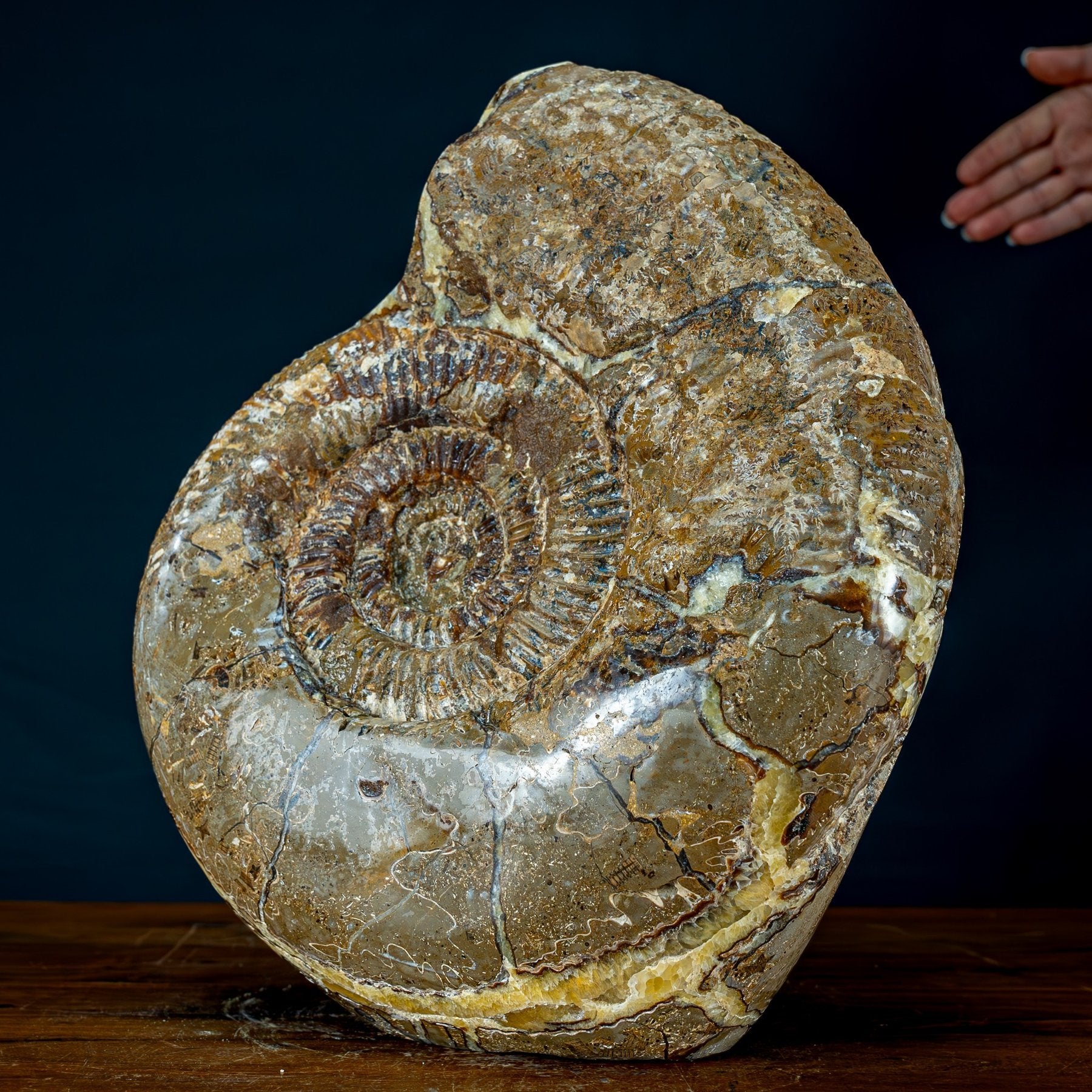 Whole Ammonite Fossil W7 cheapest