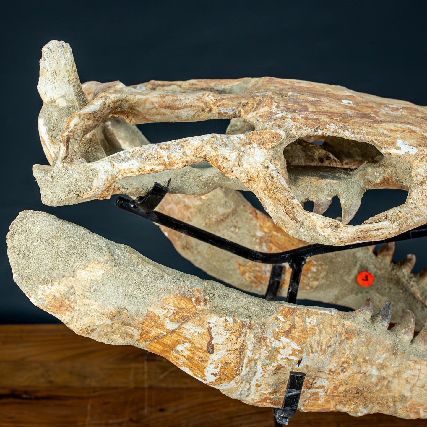 Fossiler Schädel eines Mosasaurus, sehr selten - 5144,26g