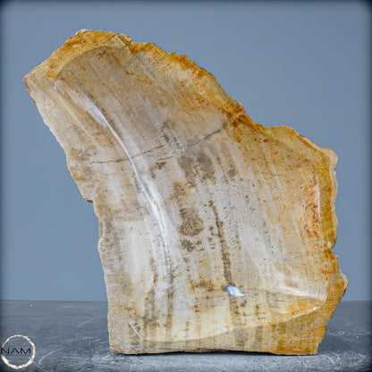 Natürliche Versteinerte Holz Kristall-Schale - 2599,59g