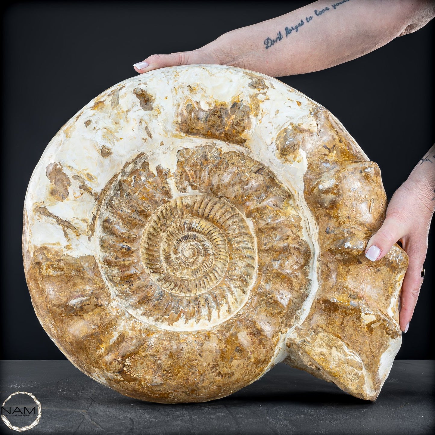 Sehr Großes Ammonit Fossil - 36666,66g