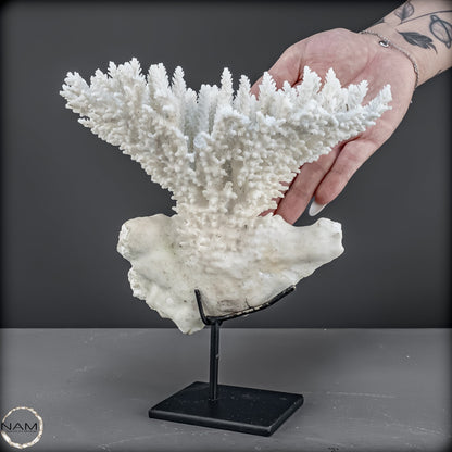 Zweige der weißen Koralle Acropora Florida auf Handgemachter Basis - 668,84g