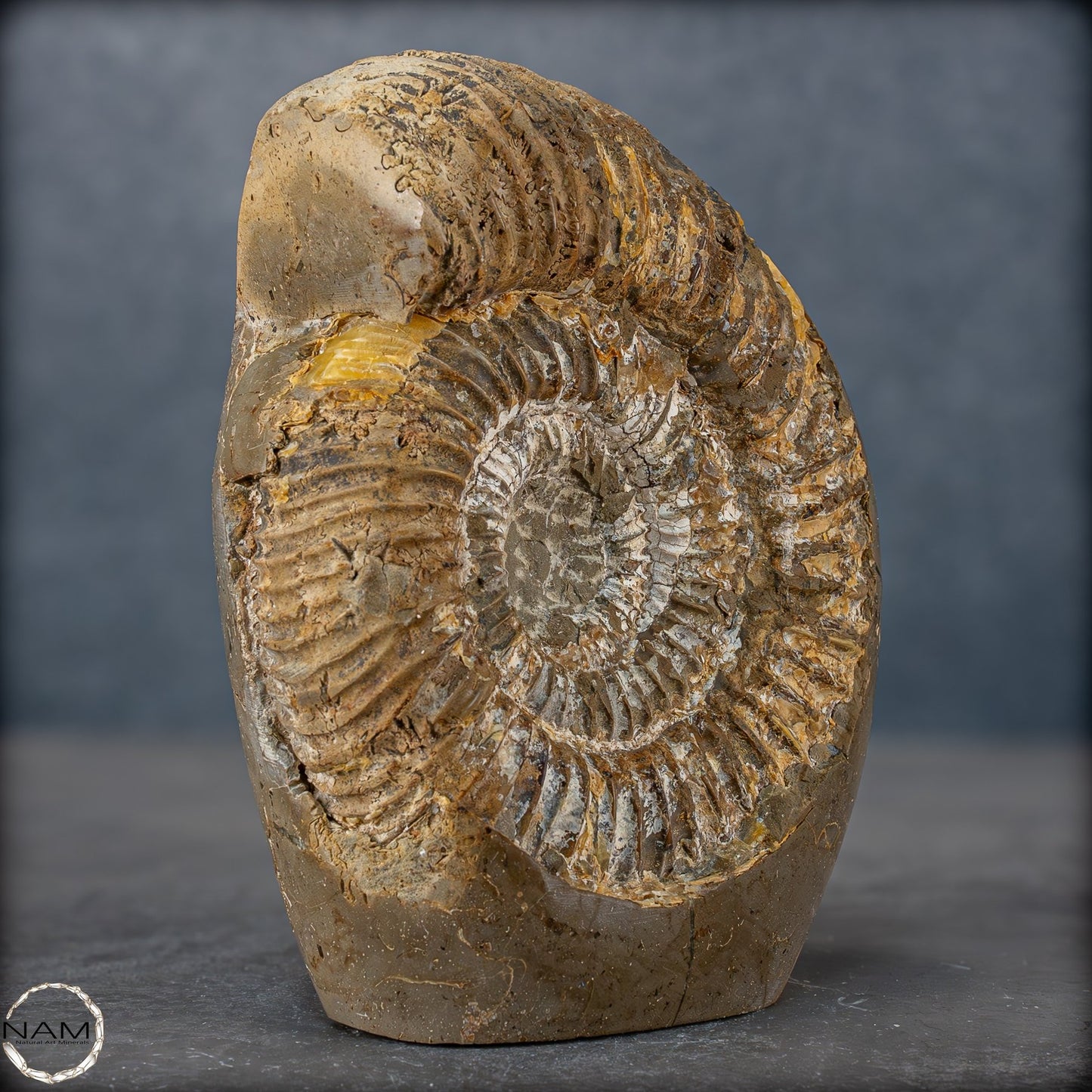 Natürliches Ammoniten-Fossil in Septarien-Matrix, sehr selten - 1719,05g