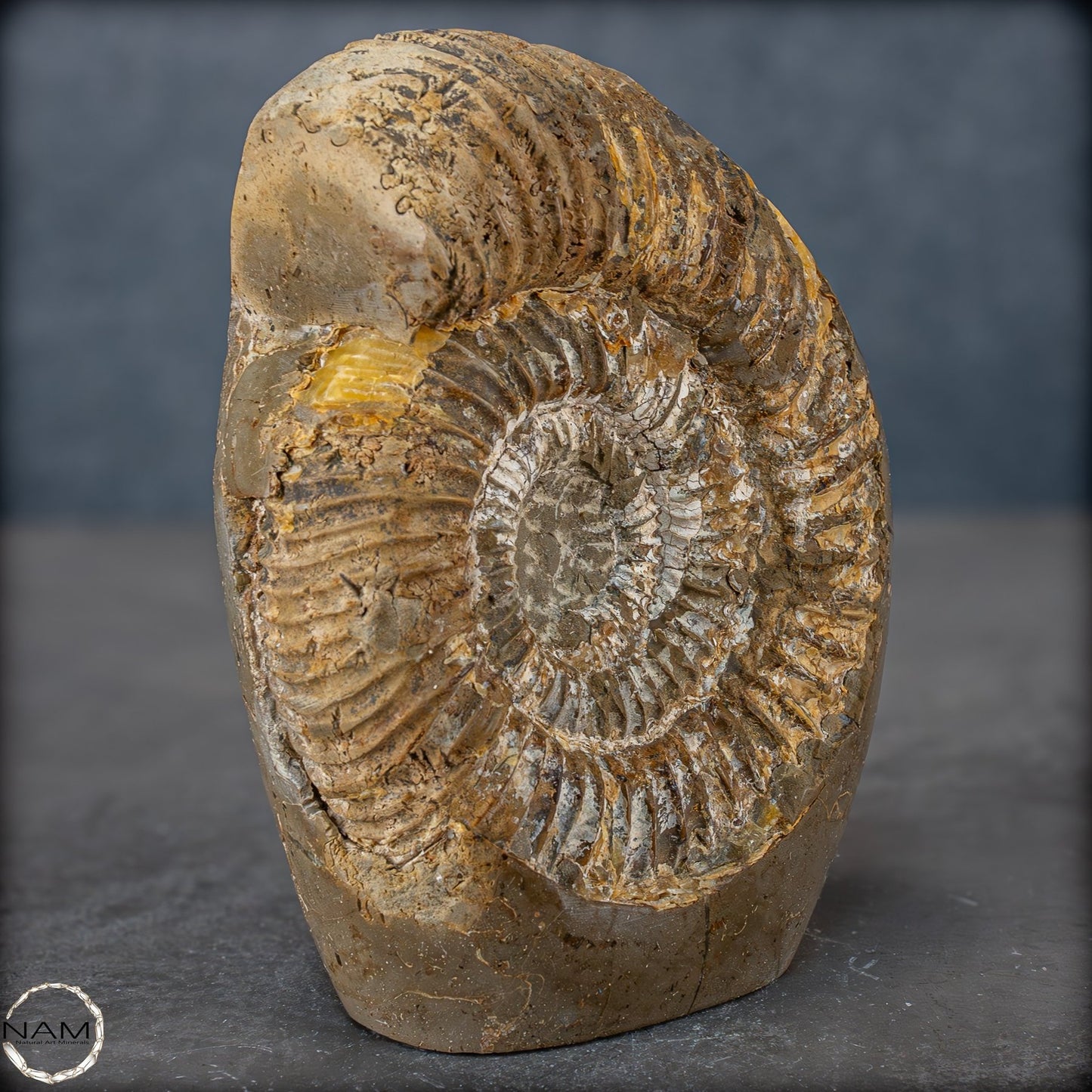 Natürliches Ammoniten-Fossil in Septarien-Matrix, sehr selten - 1719,05g