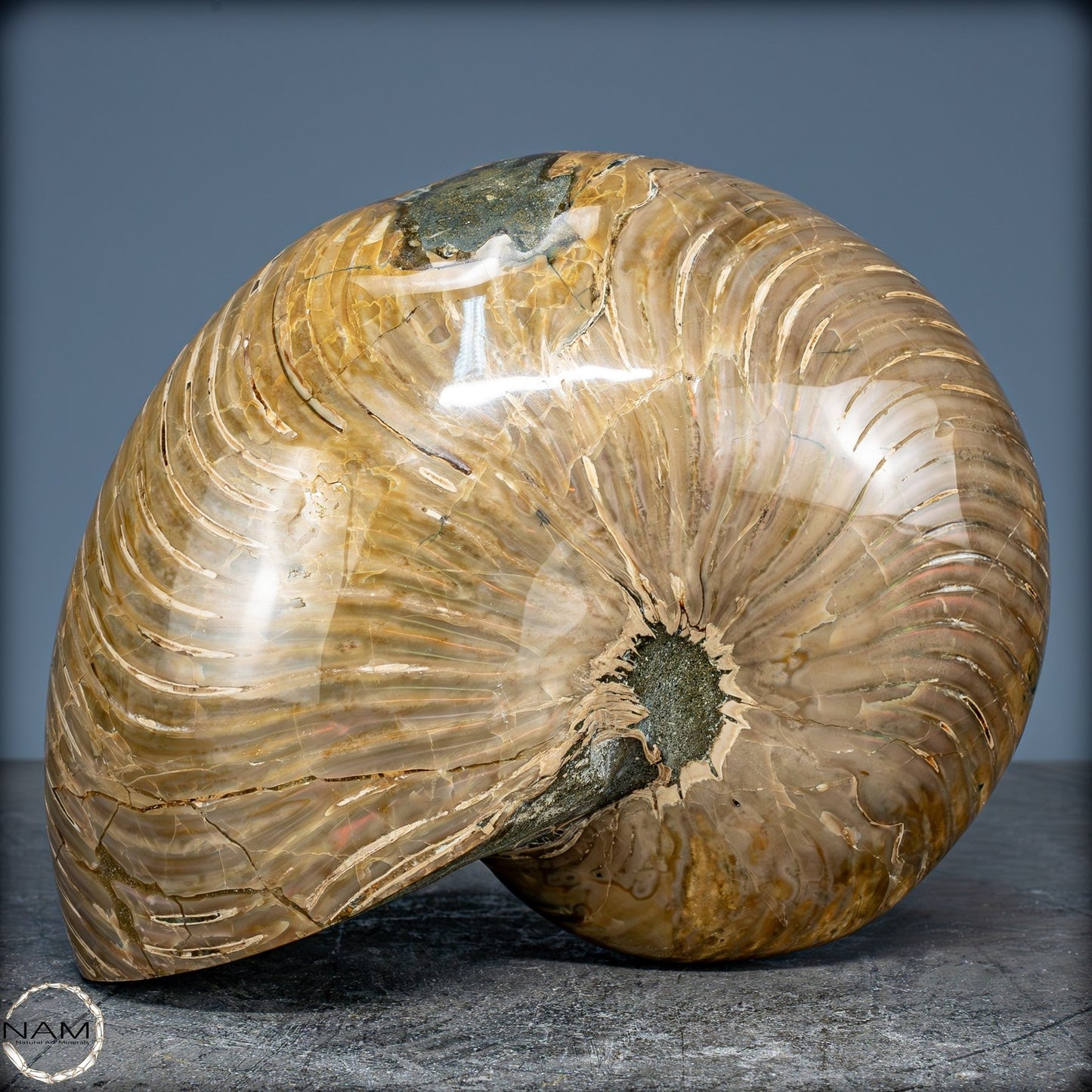 Natürlicher Bunter & Schillernder Nautilus Fossil - 2587,17g