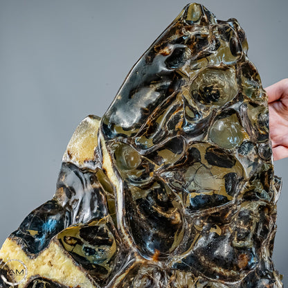 Septarien-Skulptur mit Ammonit aus Russland – 22569,66g