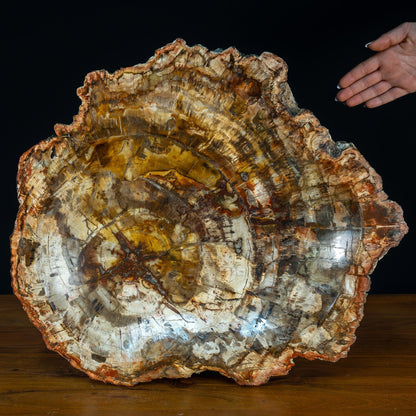 Natürliche, Große Versteinerte Holz Kristall-Schale - 12709,37g