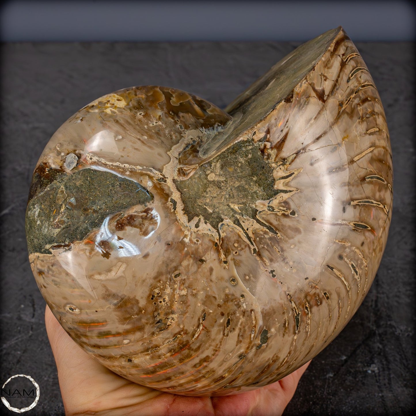 Natürlicher Bunter & Schillernder Nautilus Fossil - 3089,99g