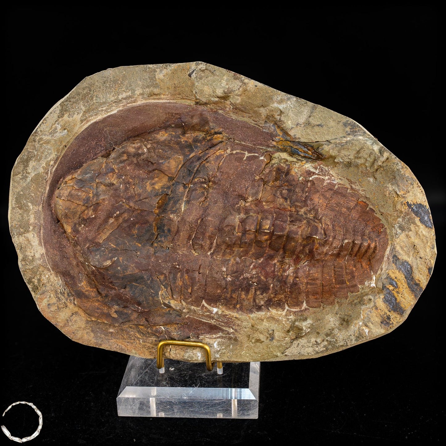 Fossil eines großen Trilobiten - Hollardops mesocristata, Marokko - 1675,72g