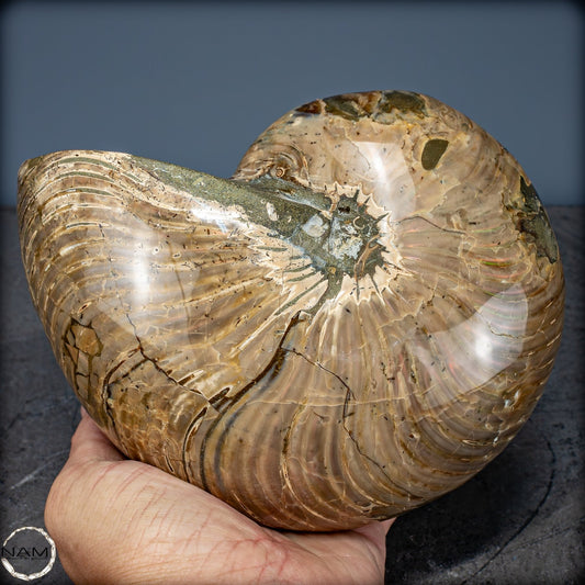 Natürlicher Bunter & Schillernder Nautilus Fossil - 2587,17g