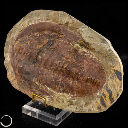 Fossil eines großen Trilobiten - Hollardops mesocristata, Marokko - 1675,72g