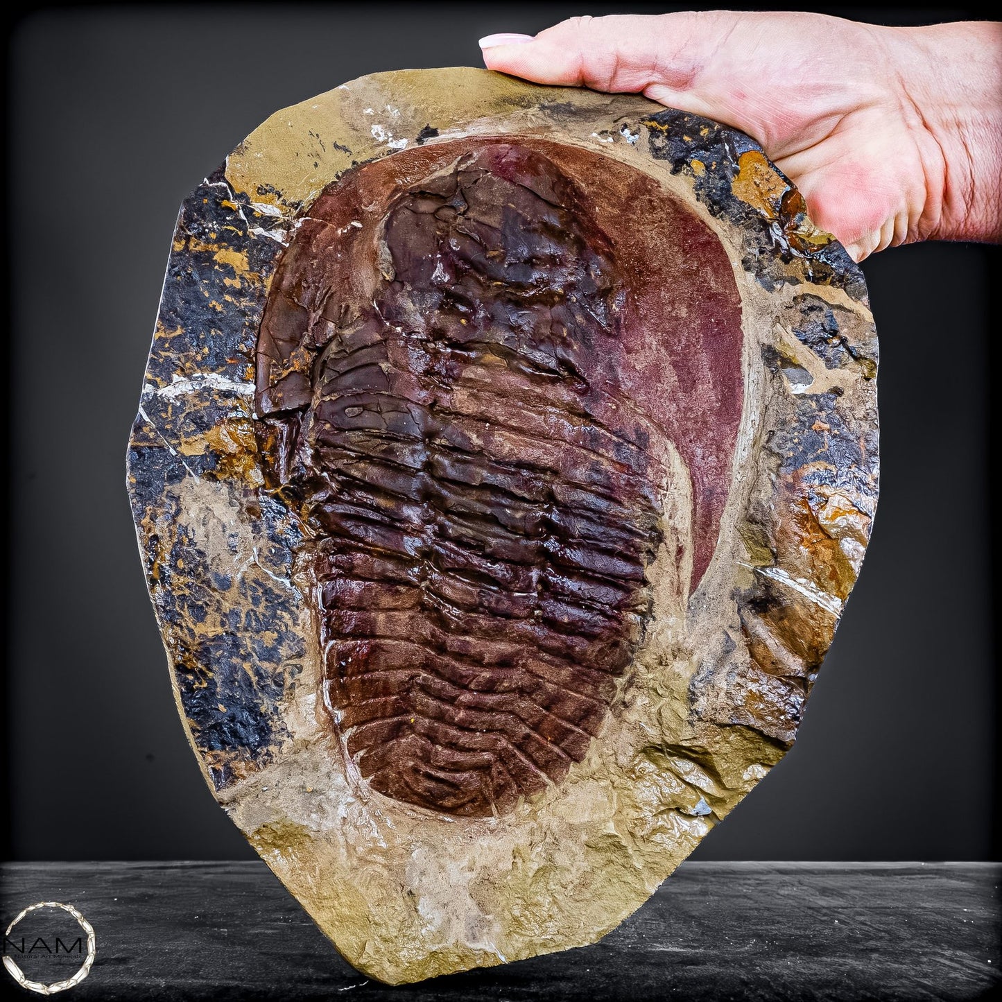 Fossil eines großen Trilobiten - Hollardops mesocristata, Marokko - 2275,73g