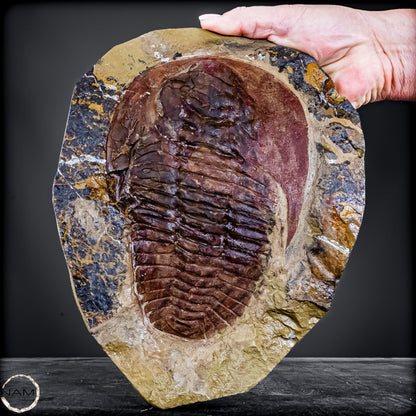 Fossil eines großen Trilobiten - Hollardops mesocristata, Marokko - 2275,73g
