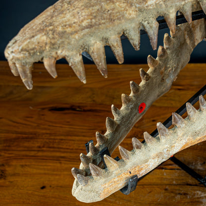 Fossiler Schädel eines Mosasaurus, sehr selten - 5144,26g