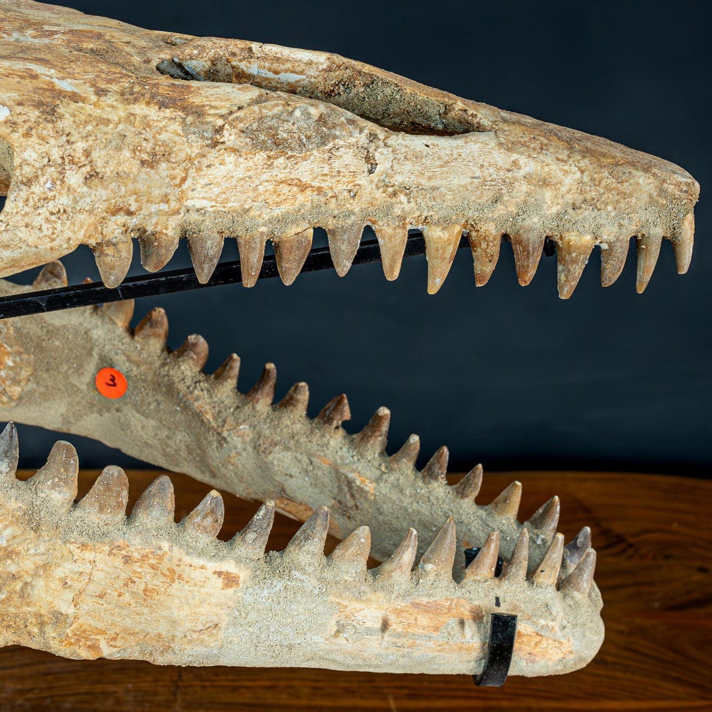 Fossiler Schädel eines Mosasaurus, sehr selten - 5144,26g