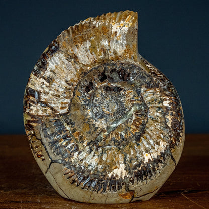 Großes Ammoniten-Fossil in Septarien-Matrix, sehr selten - 2689,49g