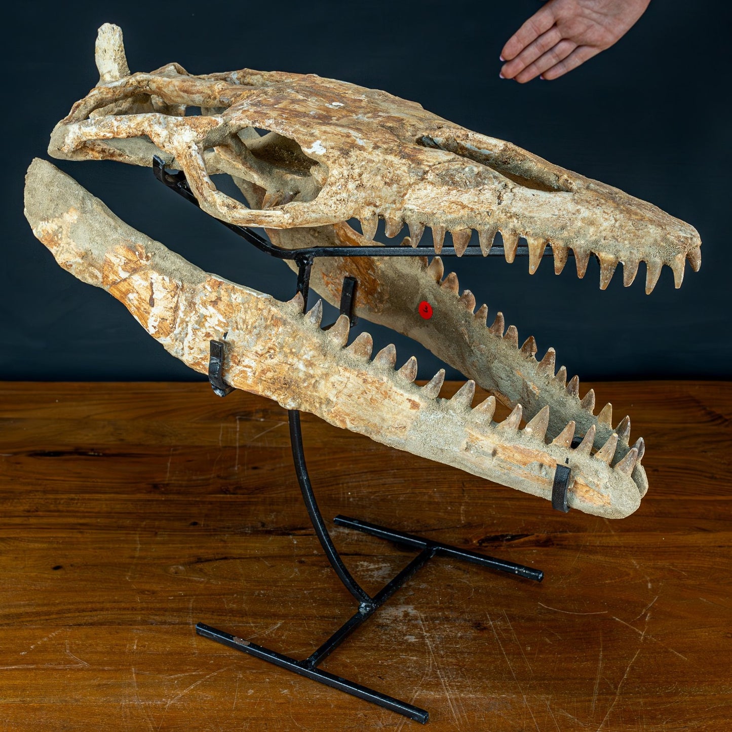 Fossiler Schädel eines Mosasaurus, sehr selten - 5144,26g