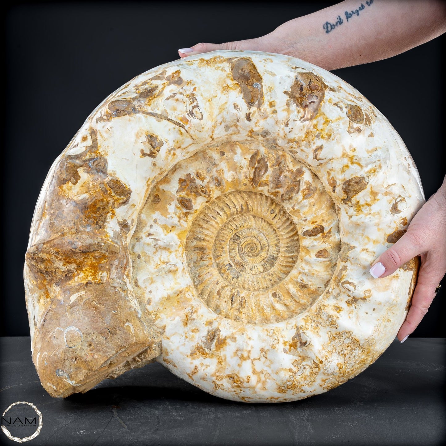 Sehr Großes Ammonit Fossil - 36666,66g