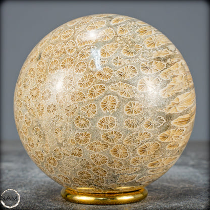 Natürliche Fossile Koralle als Kugel - 860,95g