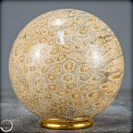 Natürliche Fossile Koralle als Kugel - 860,95g