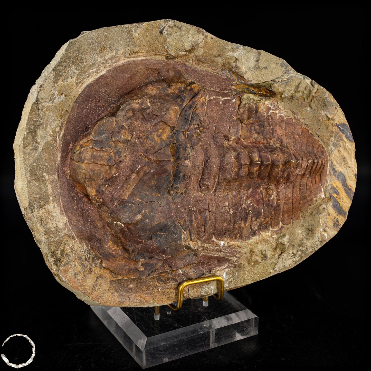 Fossil eines großen Trilobiten - Hollardops mesocristata, Marokko - 1675,72g