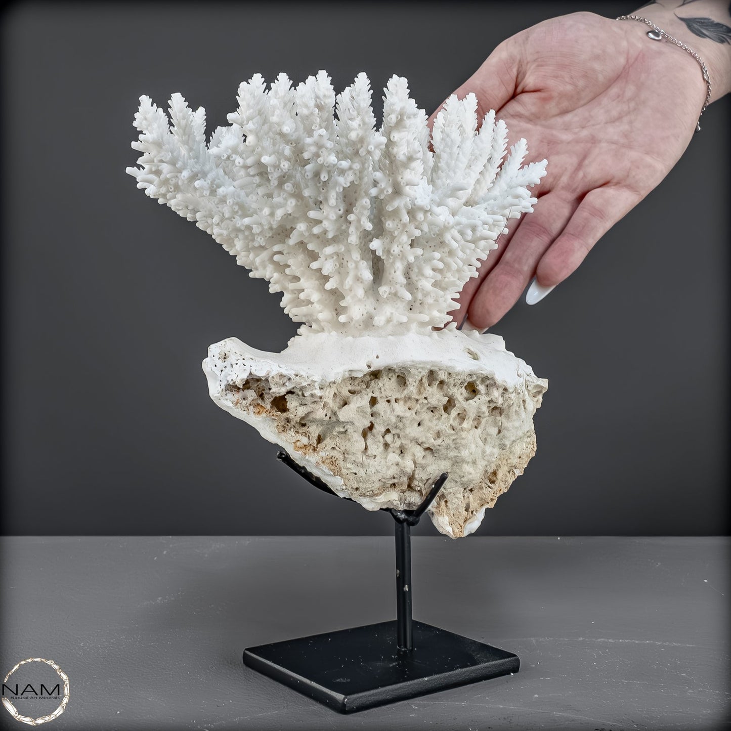 Zweige der weißen Koralle Acropora Florida auf Handgemachter Basis - 668,84g