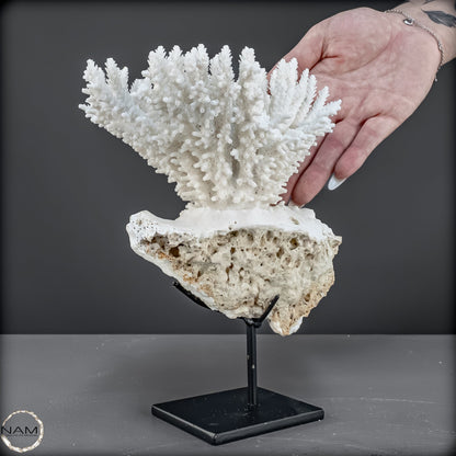 Zweige der weißen Koralle Acropora Florida auf Handgemachter Basis - 668,84g