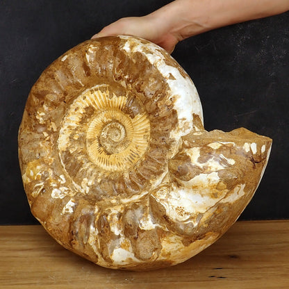 Sehr Großes Ammonit Fossil - 20125g - 425×360×190 mm