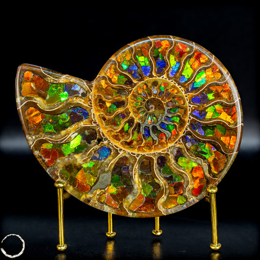 Sehr seltenes Ammonit & Ammolit - Fossiles Fragment 160,34g