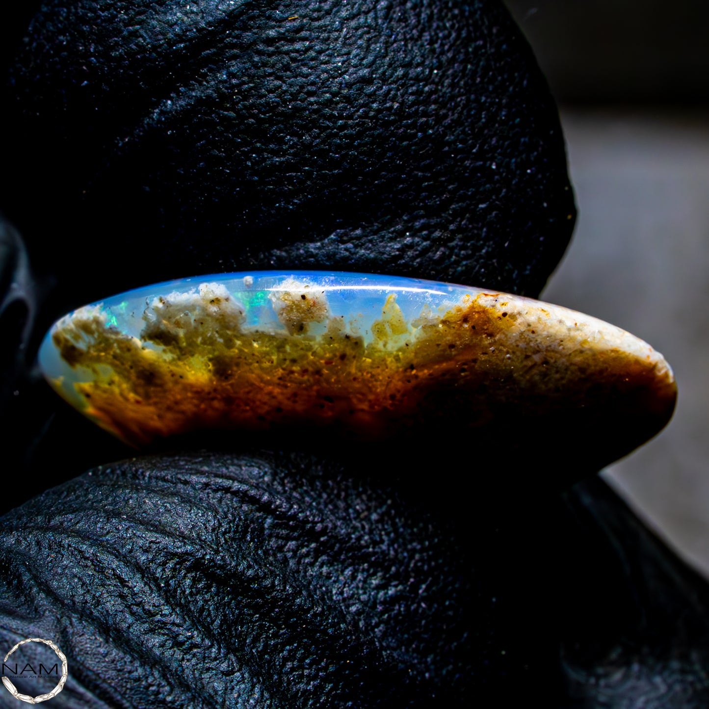 Natürliche AAA+ Opalesierte Fossile Muschel aus Australien, 16,50ct