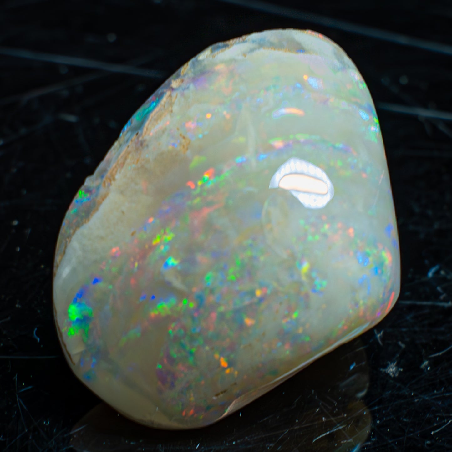 Natürliche AAA+ Opalesierte Fossile Muschel aus Australien, 54.455ct