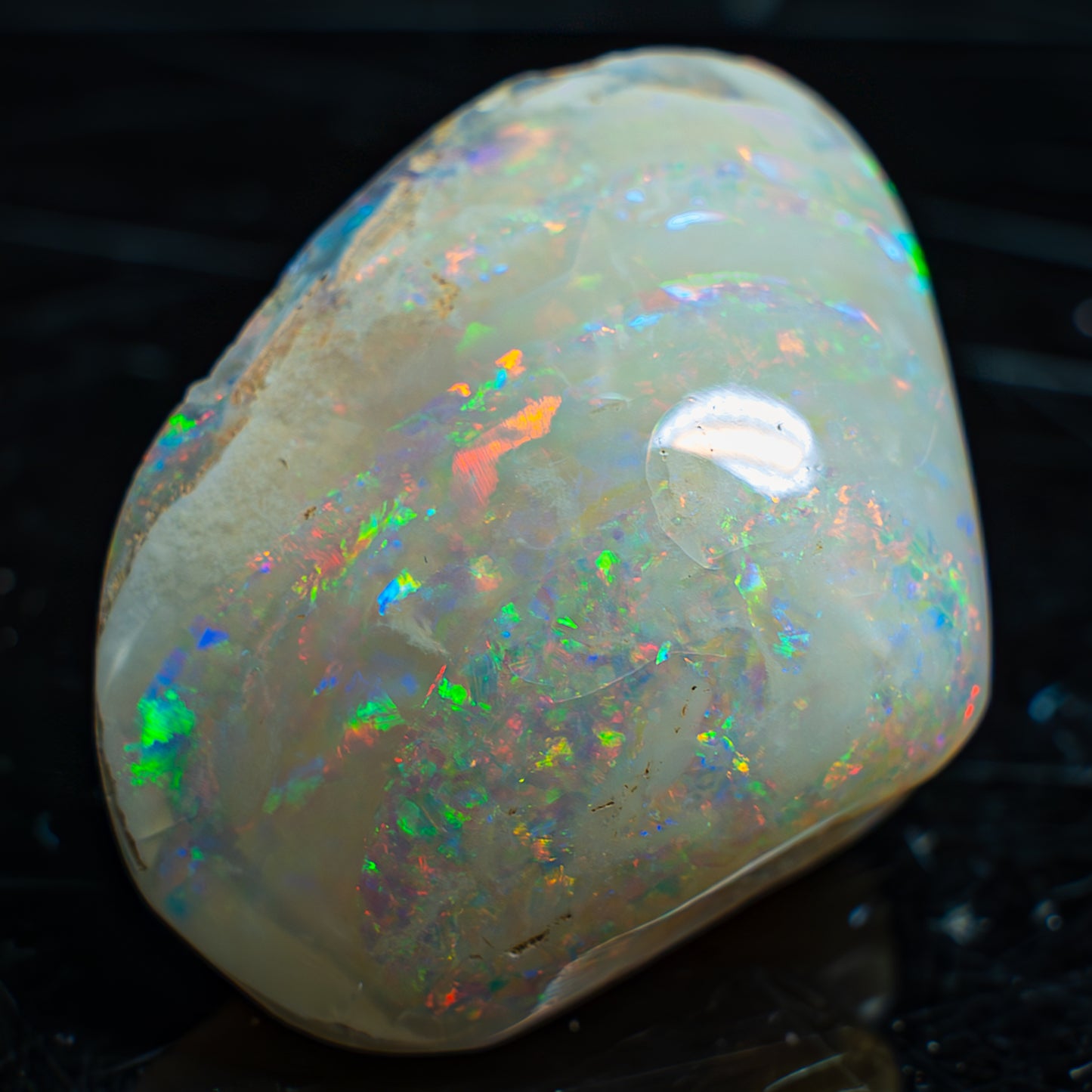 Natürliche AAA+ Opalesierte Fossile Muschel aus Australien, 54.455ct