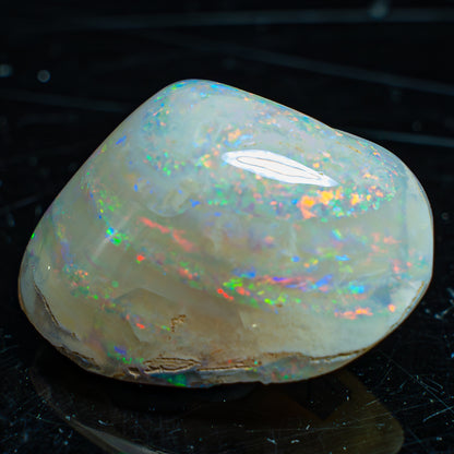 Natürliche AAA+ Opalesierte Fossile Muschel aus Australien, 54.455ct