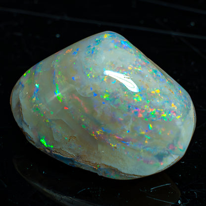 Natürliche AAA+ Opalesierte Fossile Muschel aus Australien, 54.455ct