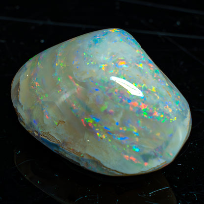 Natürliche AAA+ Opalesierte Fossile Muschel aus Australien, 54.455ct