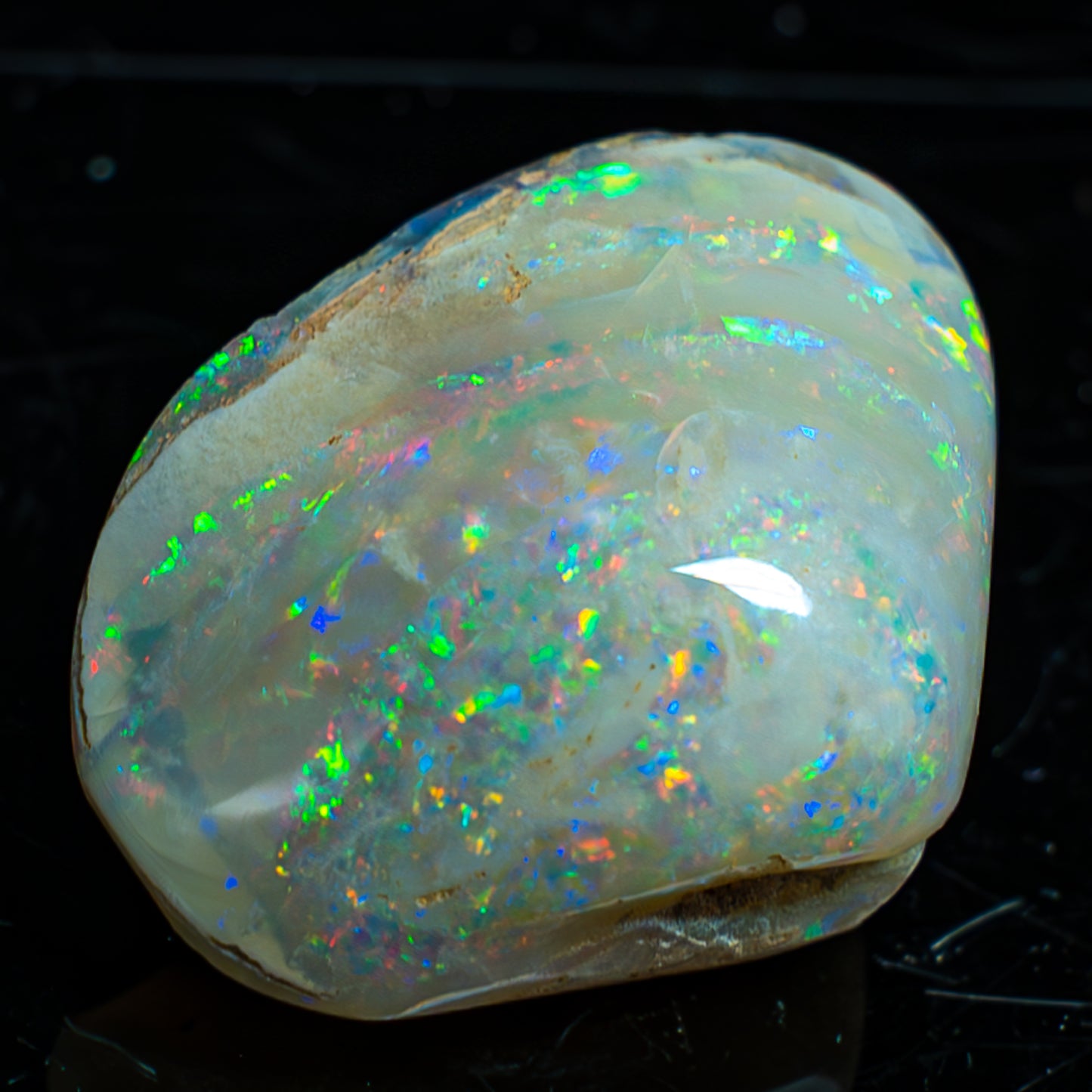 Natürliche AAA+ Opalesierte Fossile Muschel aus Australien, 54.455ct