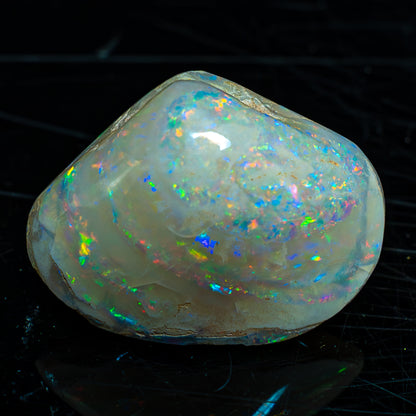 Natürliche AAA+ Opalesierte Fossile Muschel aus Australien, 54.455ct