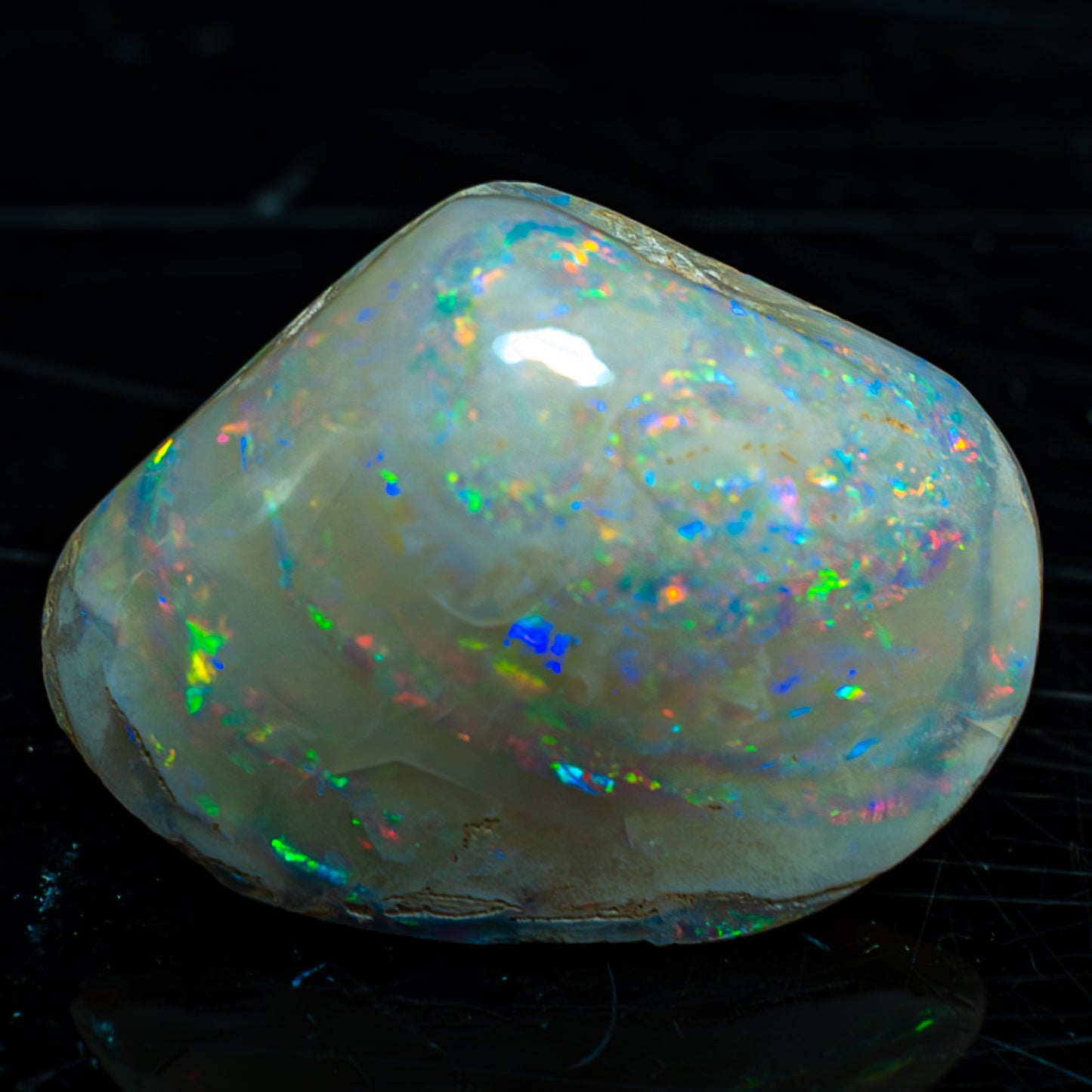 Natürliche AAA+ Opalesierte Fossile Muschel aus Australien, 54.455ct