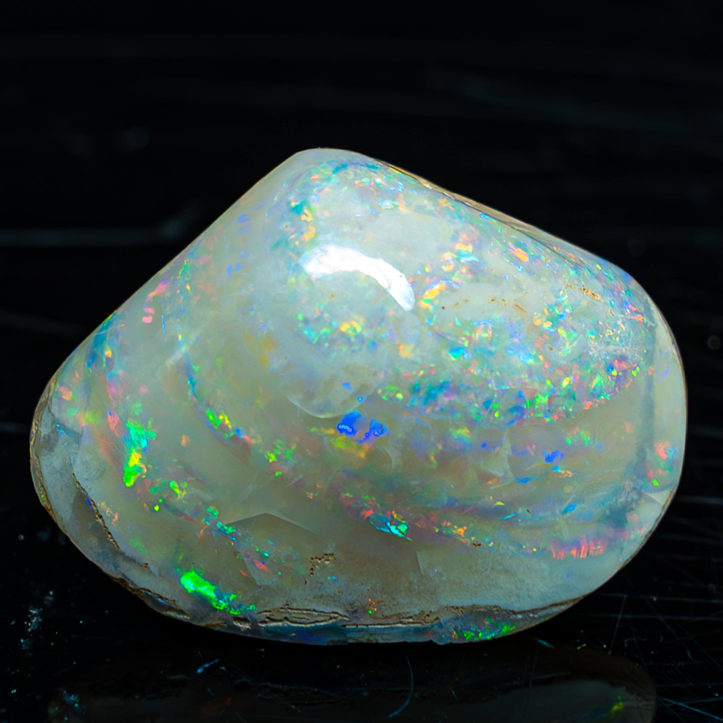 Natürliche AAA+ Opalesierte Fossile Muschel aus Australien, 54.455ct