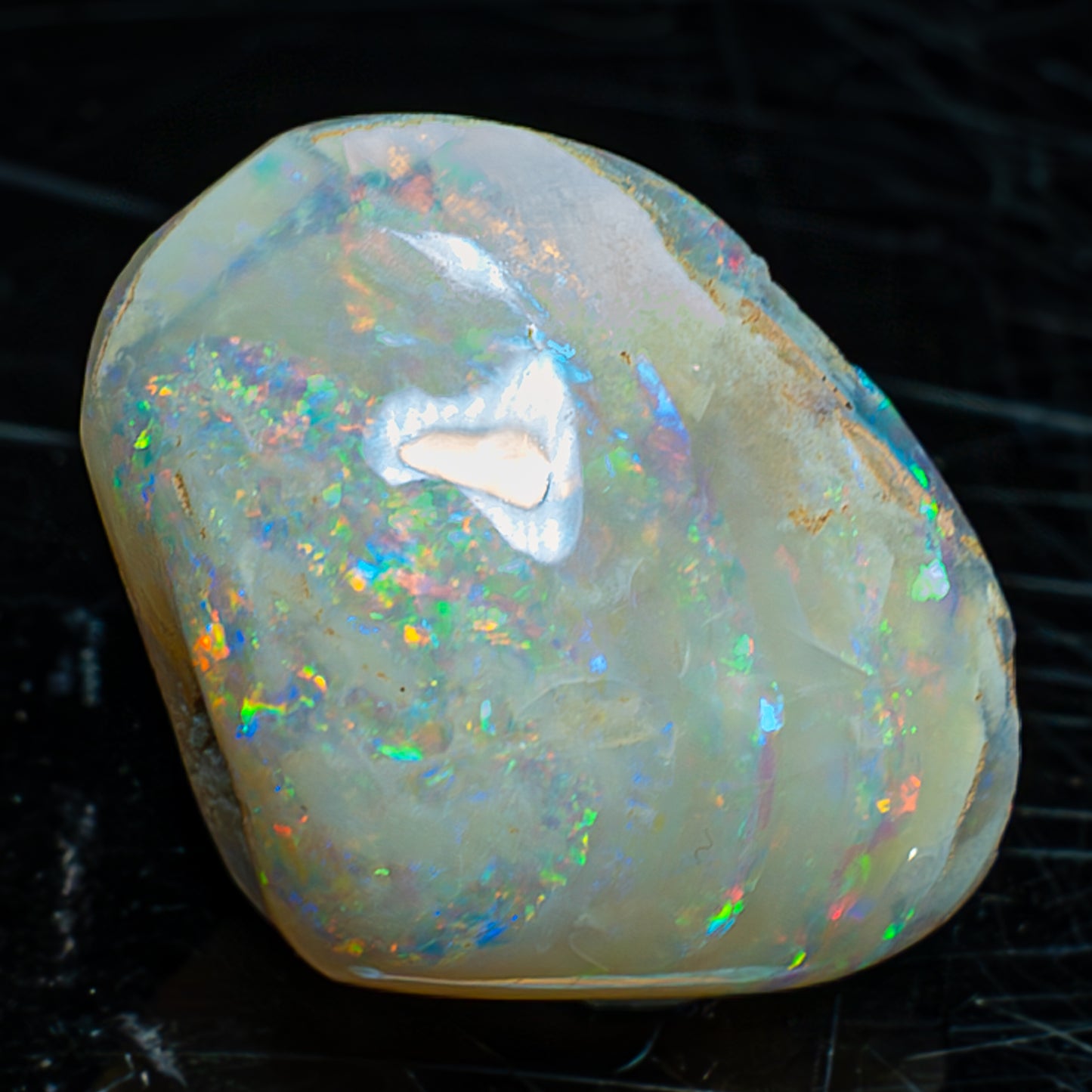 Natürliche AAA+ Opalesierte Fossile Muschel aus Australien, 54.455ct